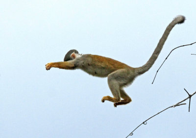 Squirrel Monkey