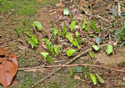 Leaf-cutter Ants