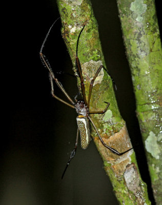 Spider Cuyabeno