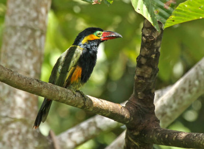 Golden-collared Toucanet