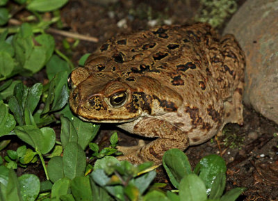 Rhinella marina