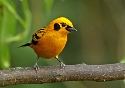 Golden Tanager