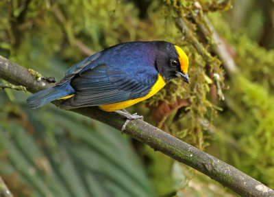 Orange-bellied Euphonia