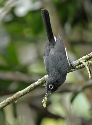 Slate-throated Gnatcatcher