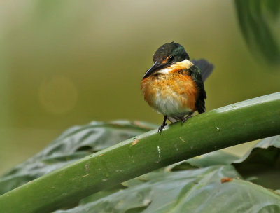 American Pygmy Kingfisher