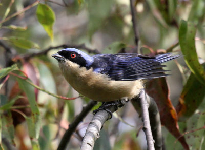 Fawn-breasted Tanager