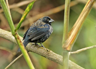 Blue-black Grassquit