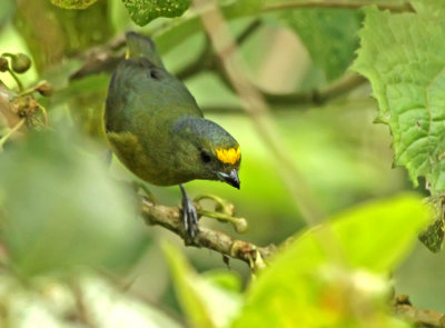 Bronze-green Euphonia