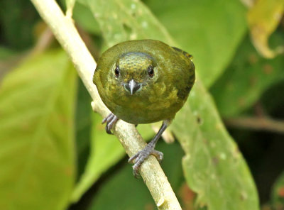 Bronze-green Euphonia