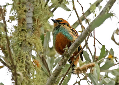 Golden-eared Tanager