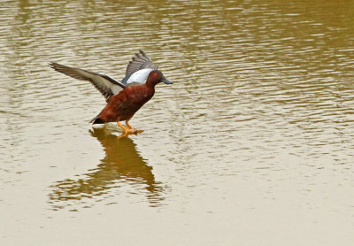 Cinnamon Teal
