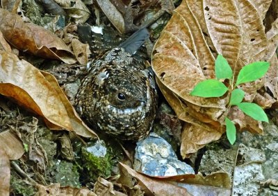 Blackish Nightjar