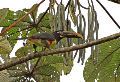 Chestnut-eared Aracari