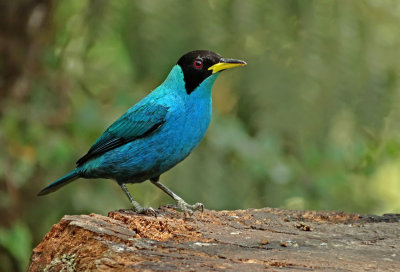 Green Honeycreeper