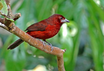 Silver-beaked Tanager