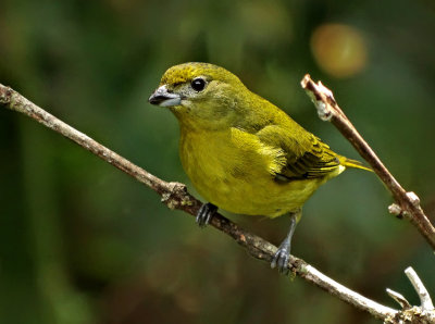 Thick-billed Euphonia