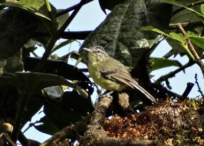 Yellow-breasted Antwren