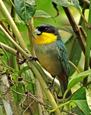 Yellow-throated Tanager