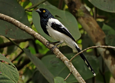 Magpie Tanager