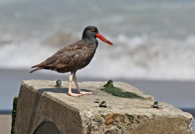 Blackish Oystercatcher