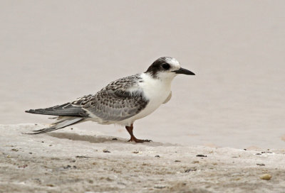 South American Tern