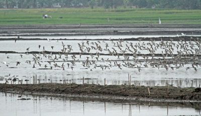 Stilt Sandpiper