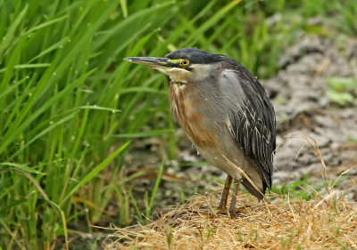 Striated Heron