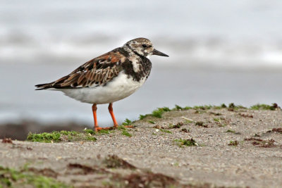 Ruddy Turnstone