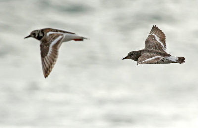 Surfbird