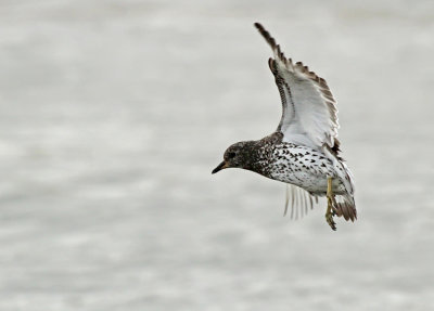 Surfbird