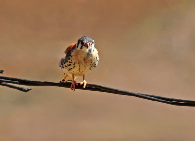 American Kestrel