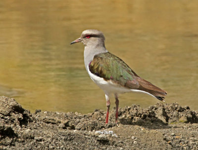 Andean Lapwing