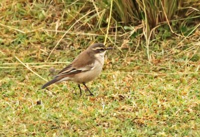 Cream-winged Cinclodes