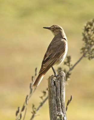 Black-billed Shrike-Tyrant