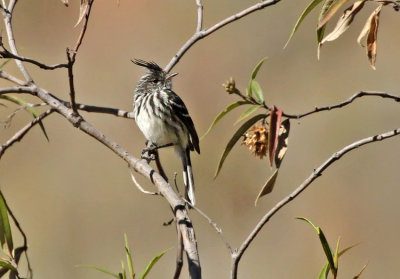 Black-crested Tit-Tyrant