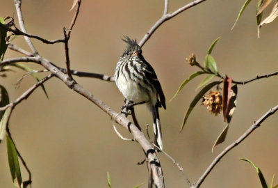 Black-crested Tit-Tyrant