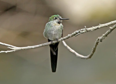 Gray-bellied Comet