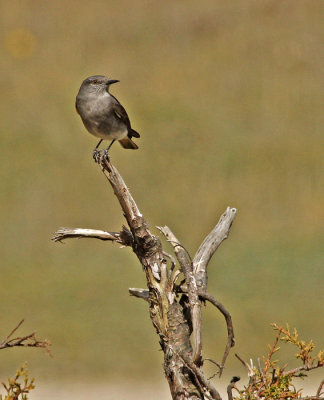 Rufous-webbed Tyrant