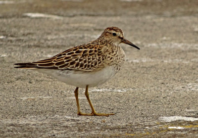 Pectoral Sandpiper