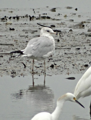 Ring-billed Gull