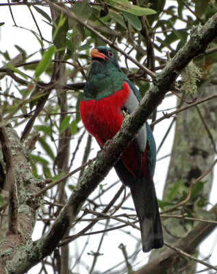 Slaty-tailed Trogon