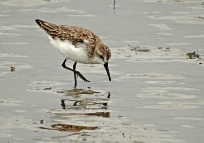 Western Sandpiper