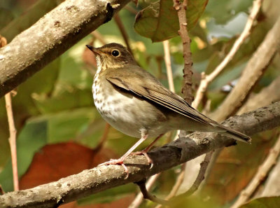 Swainson's Thrush