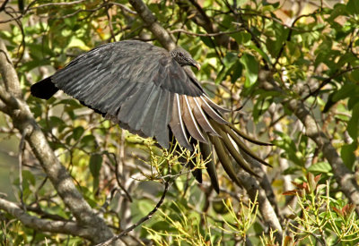 Black Vulture