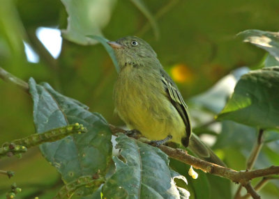 Mishana Tyrannulet