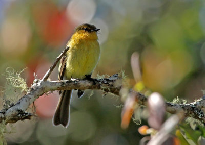 Ochraceous-breasted Flycatcher