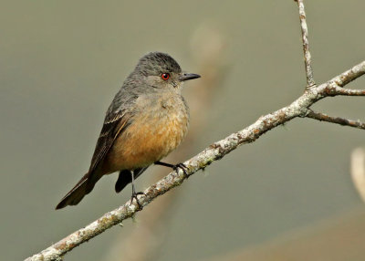 Rufous-tailed Tyrant