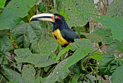 Pale-mandibled Aracari