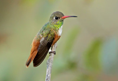 Amazilia Hummingbird