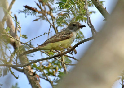 Brown-crested Flycatcher